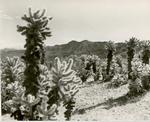 Cholla Forest Pinto Basin Joshua Tree National Monument 1947 by Harlow Jones